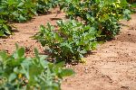 NMSU receives $1.2 million award for climate change research collaboration 