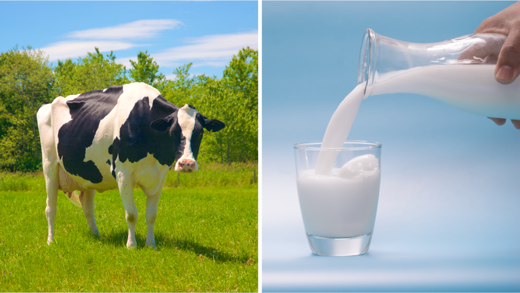 Keeping Your Milk Safe From the Grass to the Glass