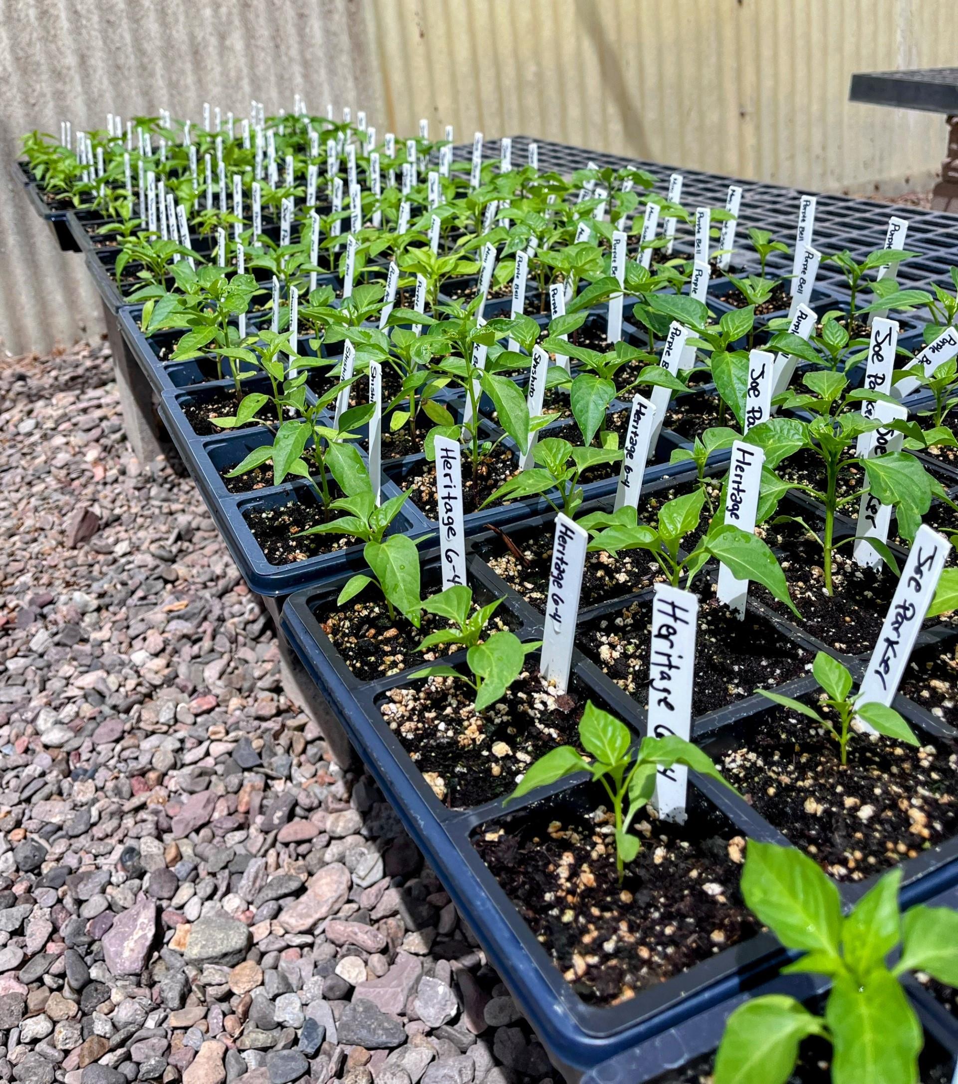 NMSU Chile Pepper Institute to host annual spring plant sale April 18-19