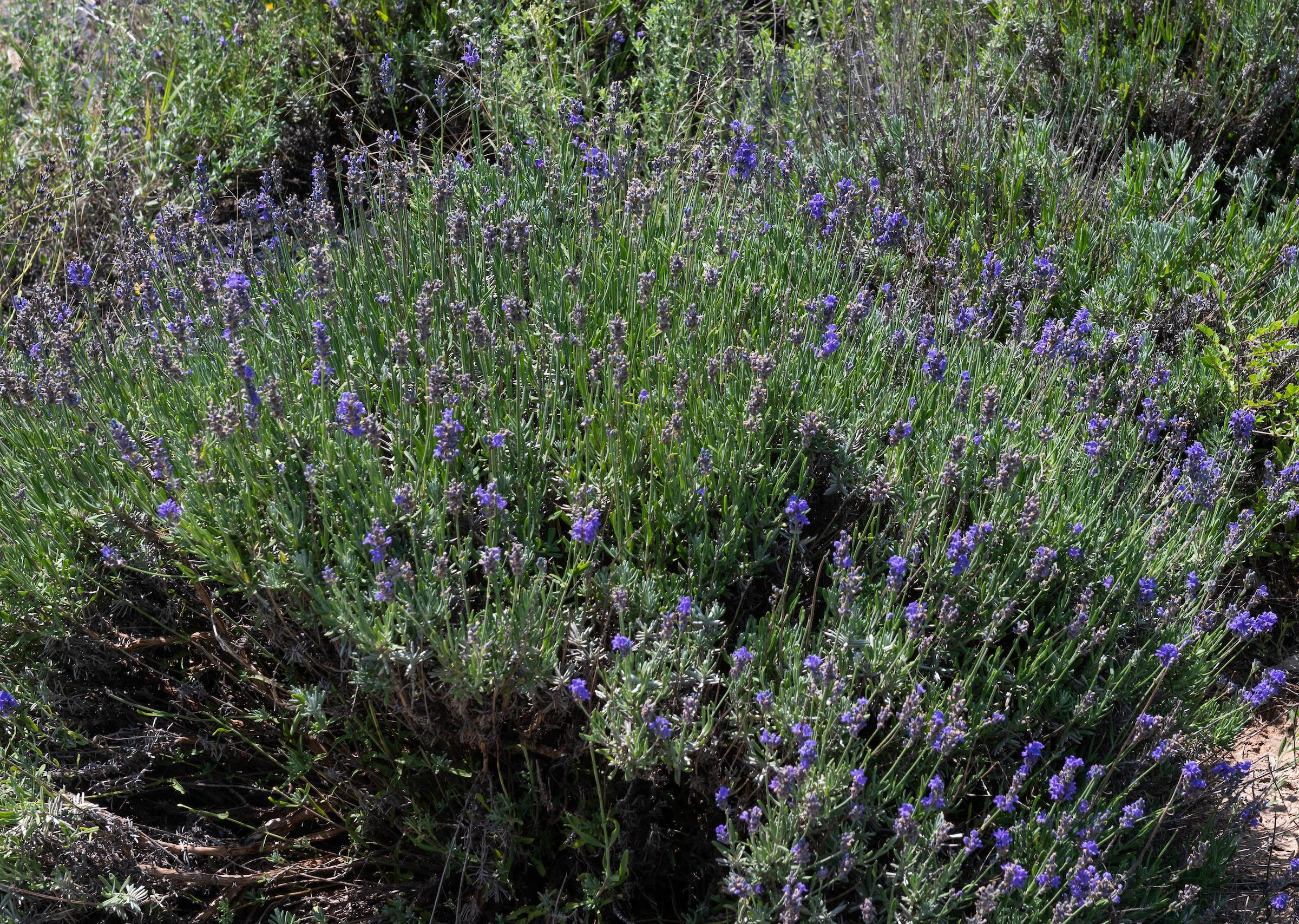 NMSU to host Specialty Crop workshop, Pesticide Applicator training June 6