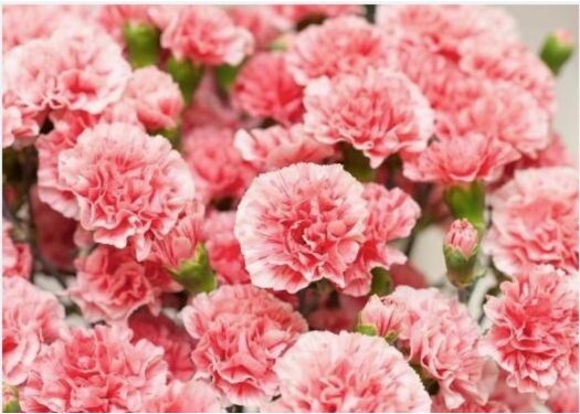 Carnations