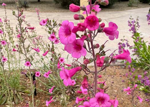 Spring Stroll in the Demonstration Garden