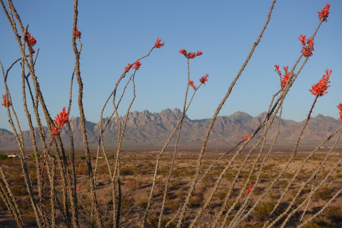 A Letter from Organ Mountain Desert Peaks: OMDP RMP Comments Due Friday, July 5th