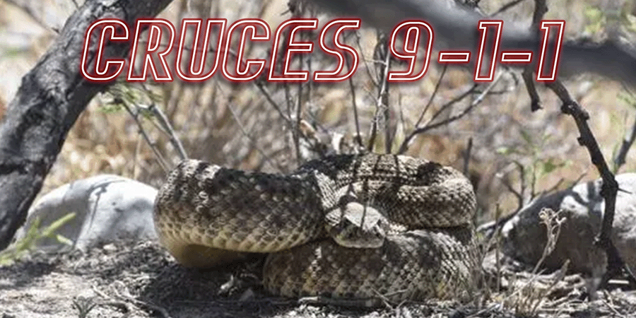 At Least One Snake Bite Reported: Animal Dispatch Report (Blotter 6/12 to 6/18)