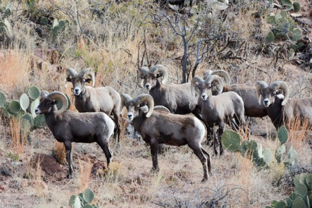 Deer, elk and bighorn enhancement hunt raffle tickets are now available!