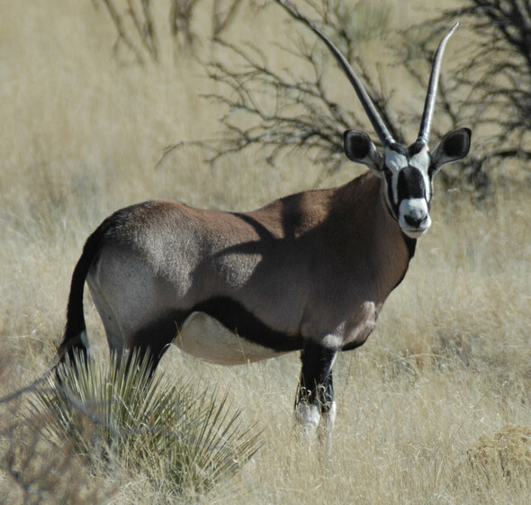 Special military and veteran oryx and pronghorn hunts opening June 12: Application Deadline is July 17