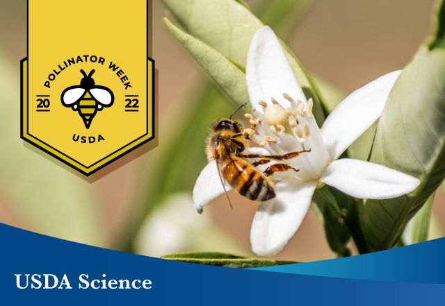 USDA Recognizes National Pollinator Week