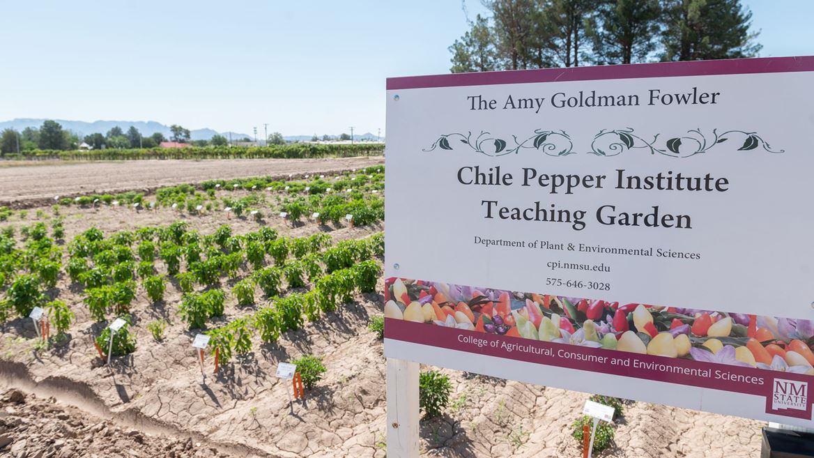 NMSU Chile Pepper Institute teaching garden now open for self-guided tours