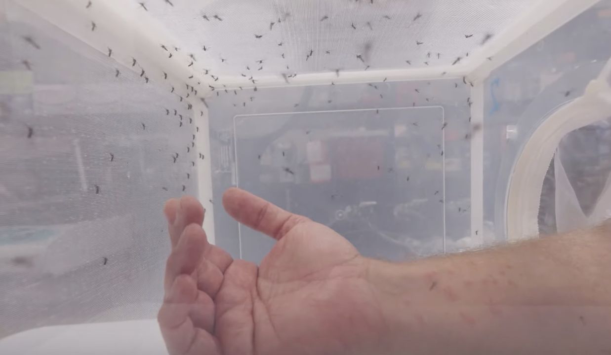 Take a look inside the Hansen Mosquito Lab at New Mexico State University [Video Content]