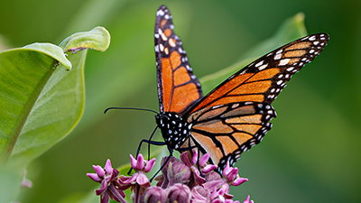 Butterfly Photo and Image. Monarch Butterfly sipping or drinking nectar from a milkweed plant with a blur green background in its environment.