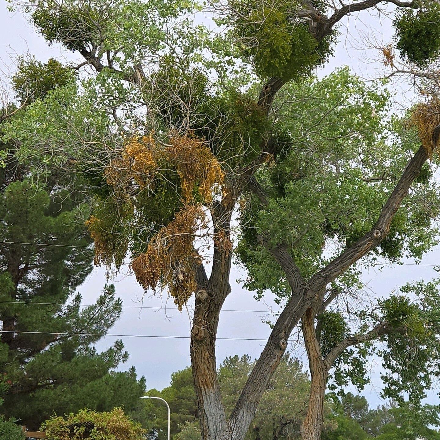 Solopek Park Trees