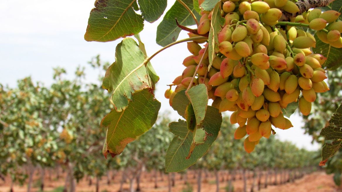 NMSU to host Specialty Crop workshop, Pesticide Applicator training Oct. 3