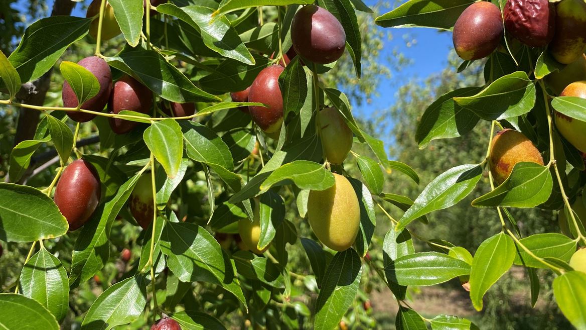 NMSU Extension to host Jujube Fruit Tasting Workshop in Los Lunas