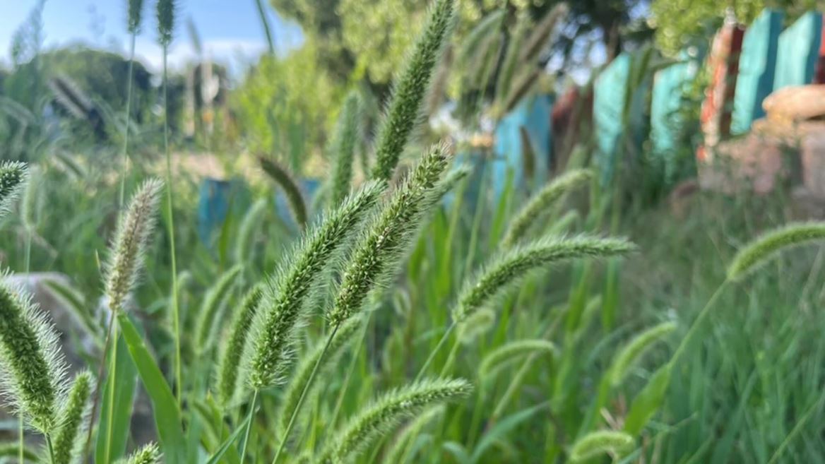 NMSU researcher leads national study on invasive plant species