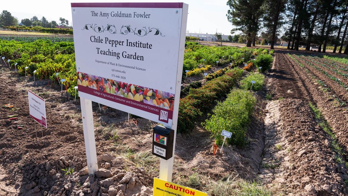 NMSU’s Chile Pepper Institute relocates to Fabián García Science Center