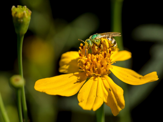 Recent Report Reveals Native Bees’ Field of Dreams 