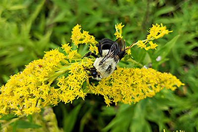 Nature Preserve Vintage Museum Collection, Modern Research Intersect in Century-Long Bee Study