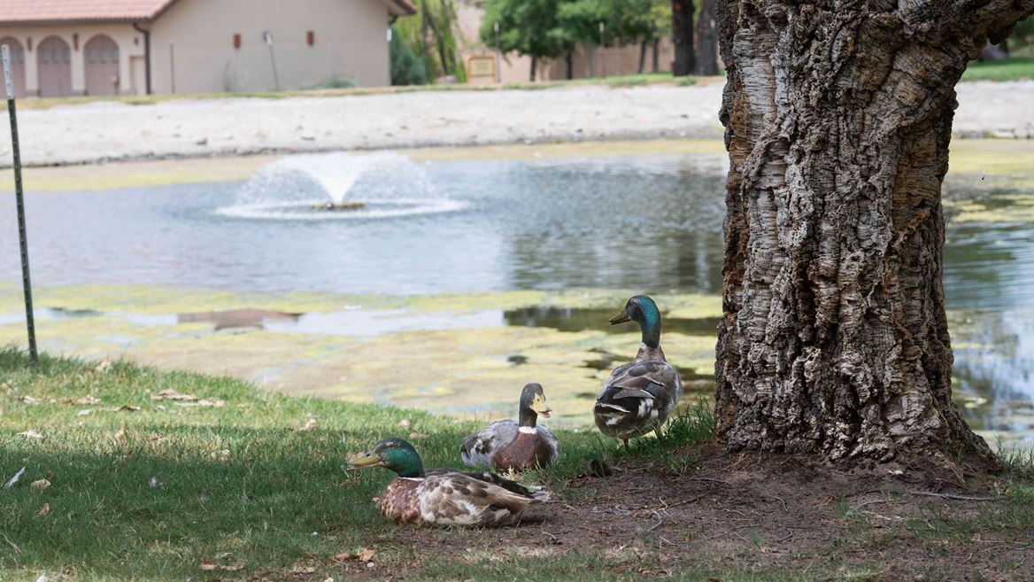 Alumni Pond