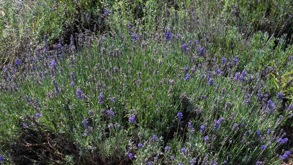 Purple Sage (NMSU)