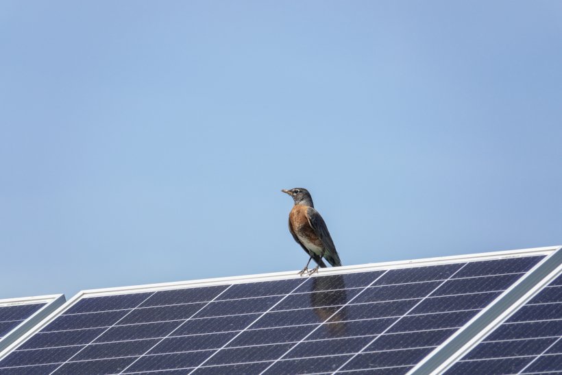 Artificial Intelligence Camera Captures Bird Behavior Around Solar Panels to Inform Siting and Conservation—Success Story