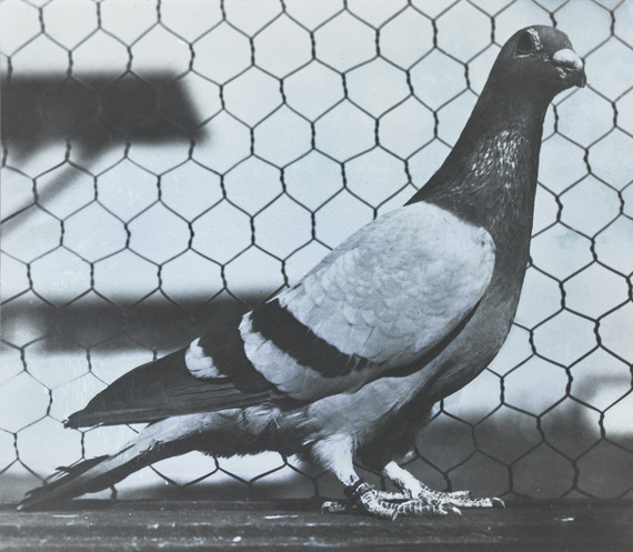 Pigeons: Our Forgotten War Heroes