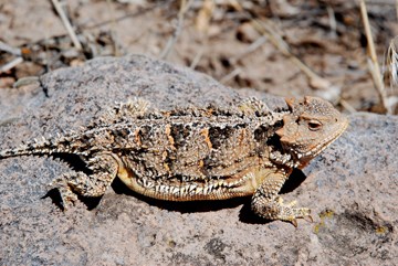 2024 Saw Fewer Inches than a Horny Toad (a.k.a. “Short-Horned Lizard”)–and it was a hot one