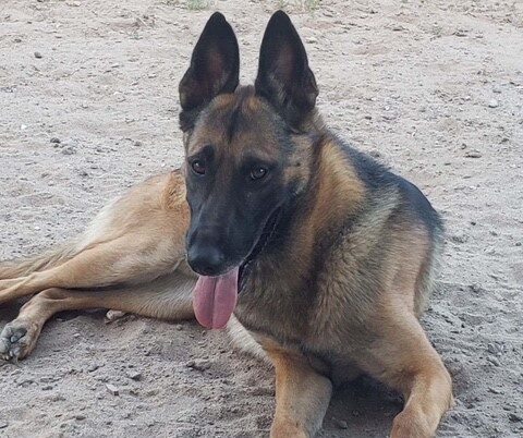 New Mexico State Police canine laid to rest after years of faithful service