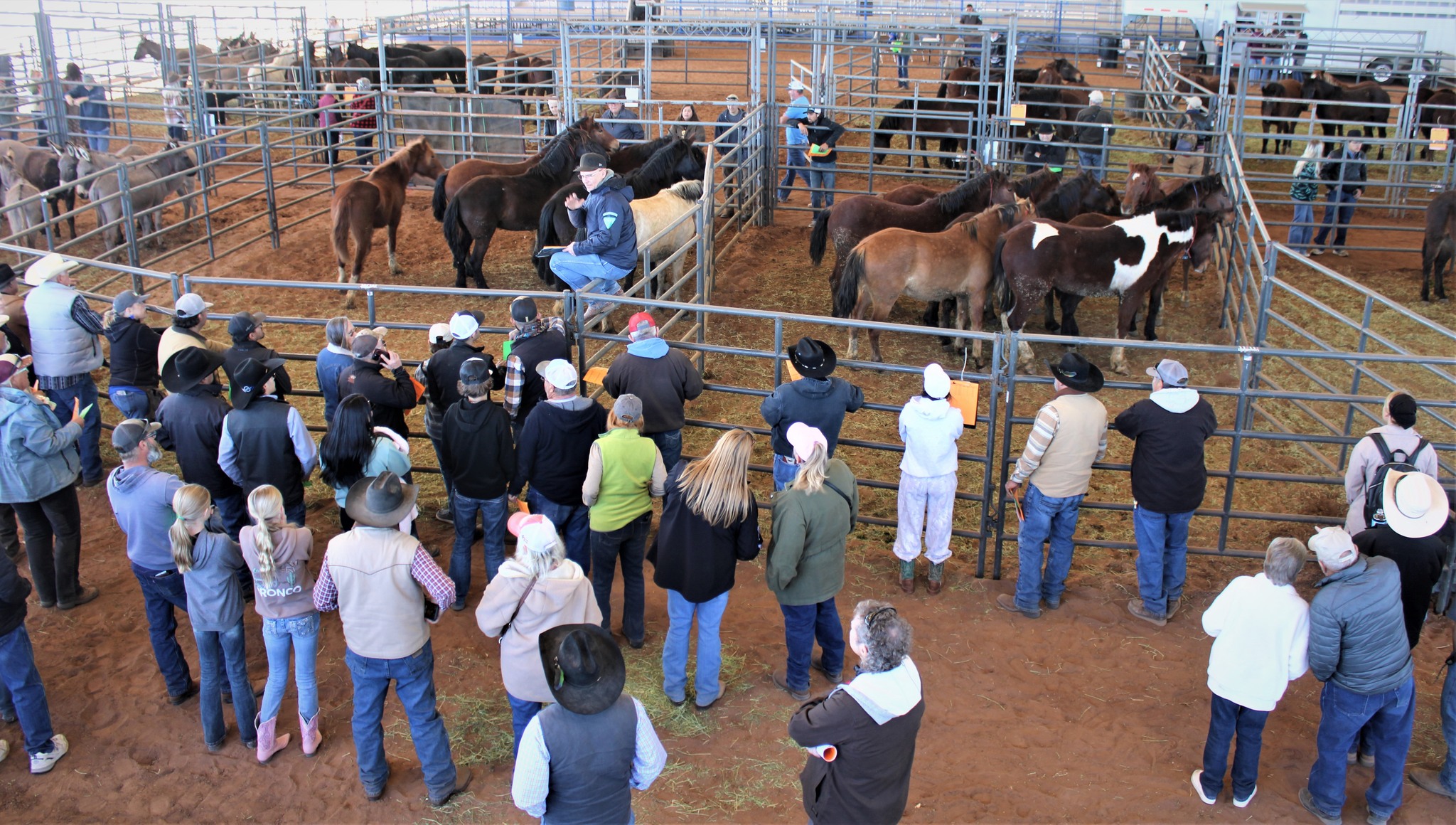 Wild Horses and Burros Adopted at Doña Ana County Fairgrounds