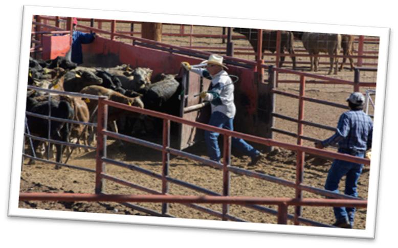 Santa Teresa Cattle Crossing