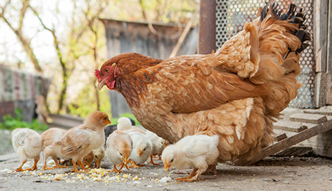 Health officials warn against baby poultry as Easter gifts