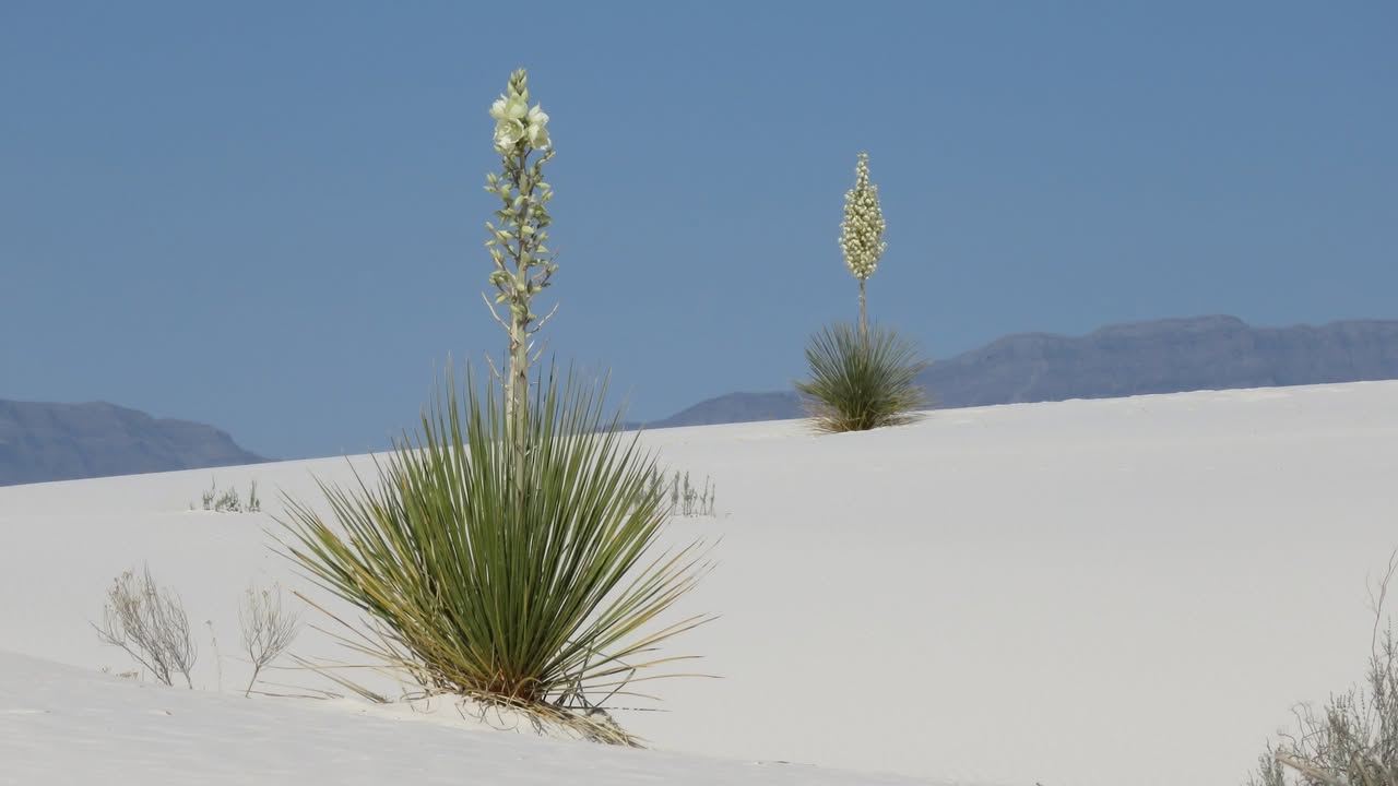 Yuccas in Bloom at White Sands