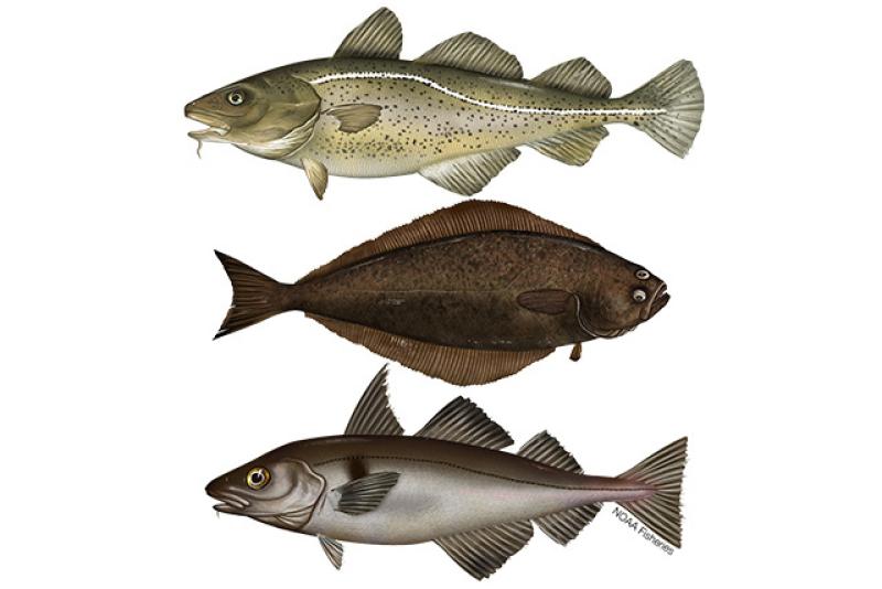 Move Over Corn: USDA Subsidizes Cherries, Pears, White Beans, Shrimp and Bottom-Feeding Fish to Help Communities in Need