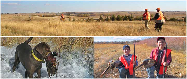 Quail: Upland game bird rule topic of public meeting in Las Cruces May 28