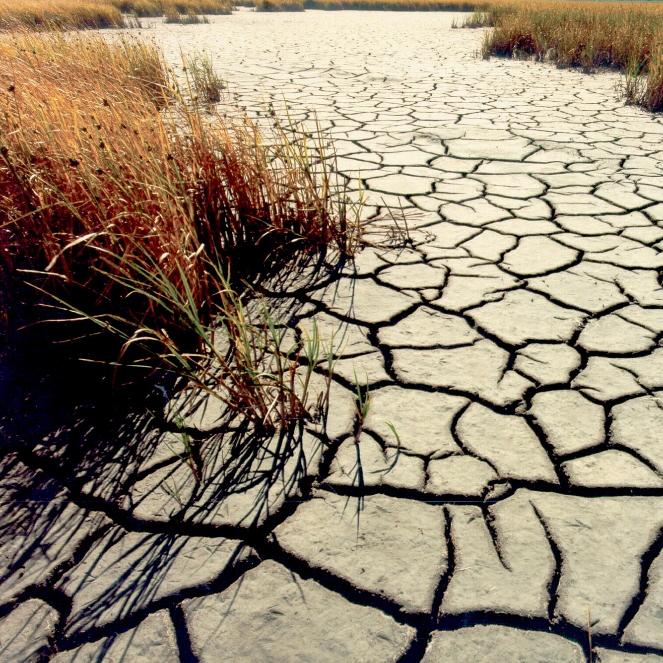 Drought