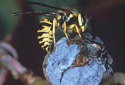 Ouch: What just bit me?
