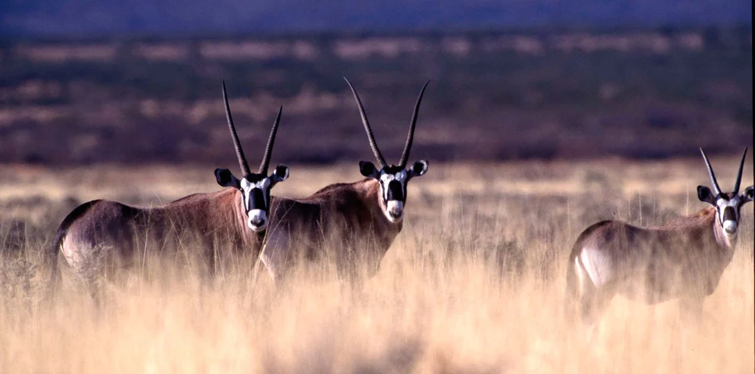 Oryx4
