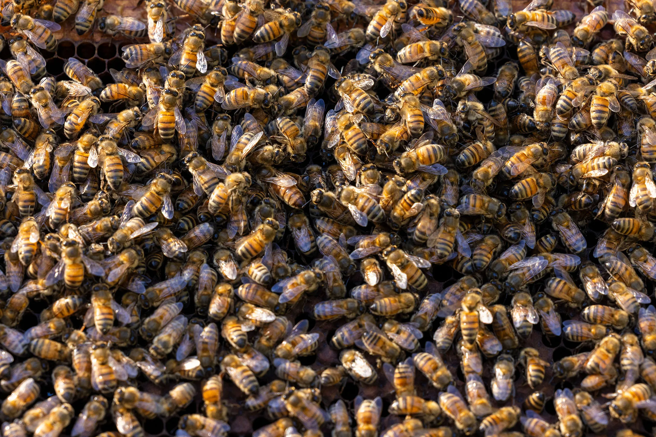 Bees