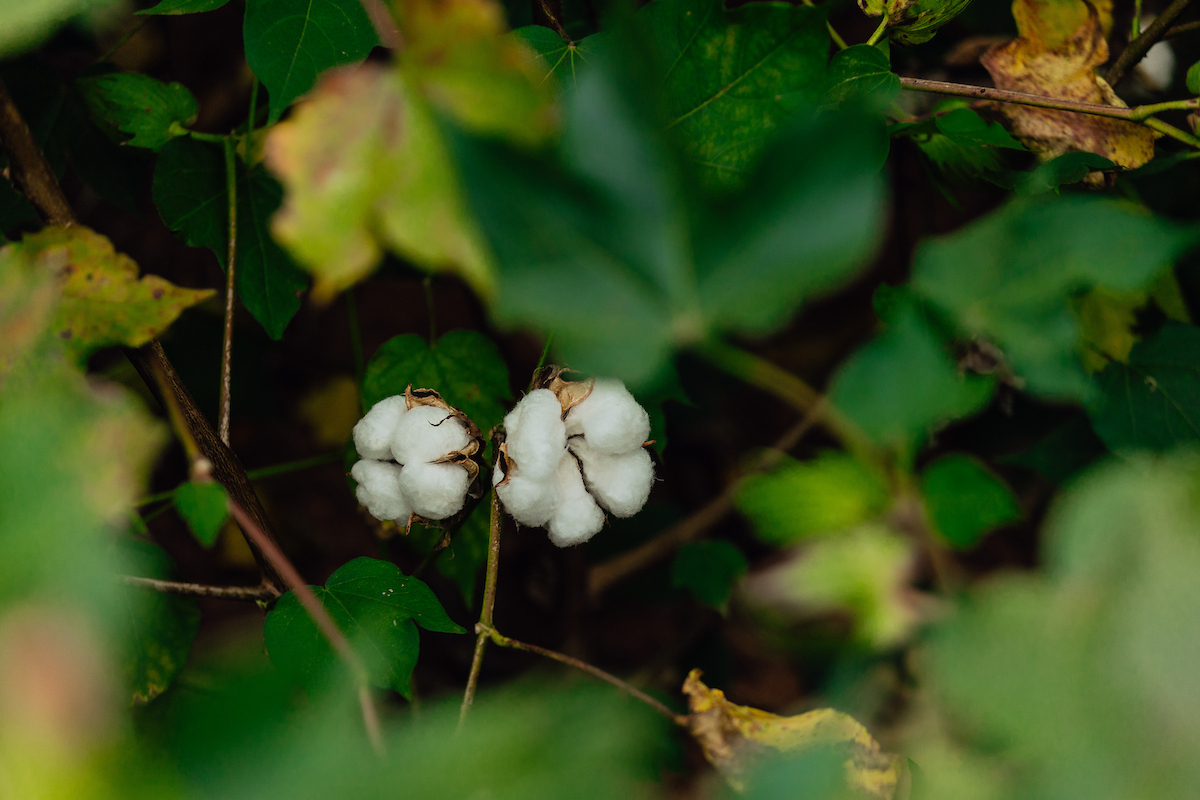 Field to Fabric: UGA researchers innovate to secure the future of Southern cotton