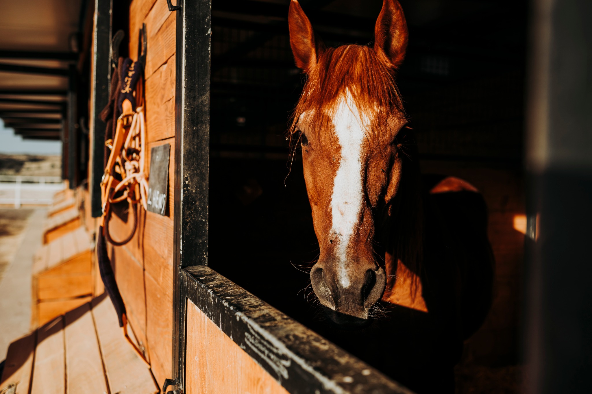 Horses: New Mexico confirms first case of Equine Herpes Myeloencephalopathy