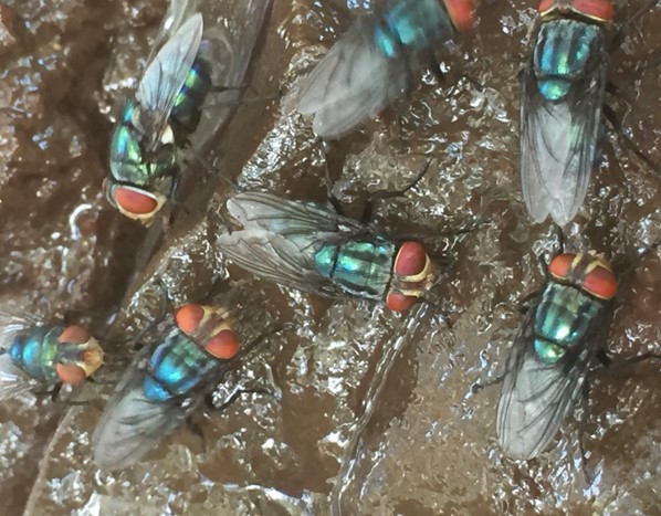 Strategic Response: USDA Announces New World Screwworm Grand Challenge