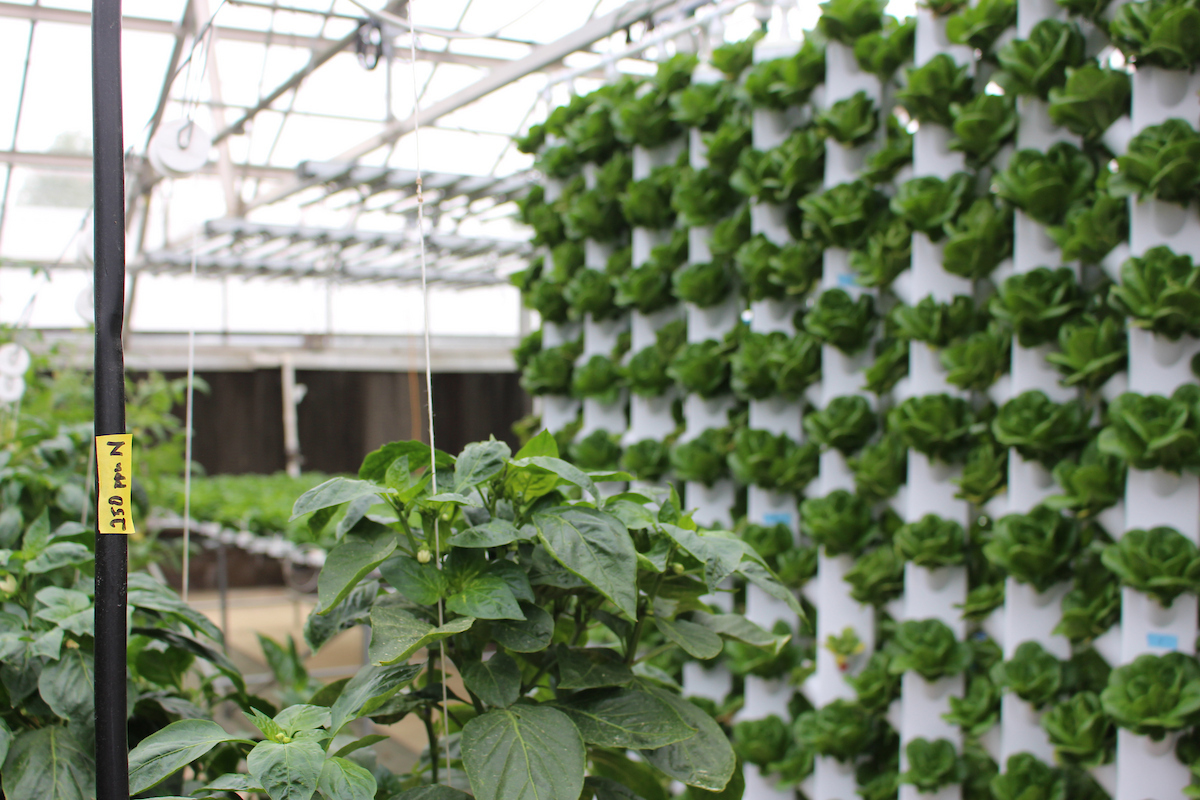 Students cultivate crops and careers in innovative hydroponics greenhouse: Hydroponics and controlled environment agriculture with Rhuanito Ferrarezi