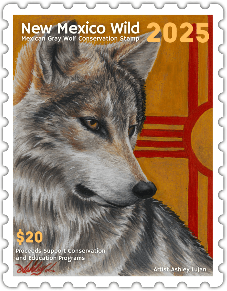 Call of the Wild: New Mexico Wilderness Alliance Seeks Entries for the 2026 Wolf Stamp Contest