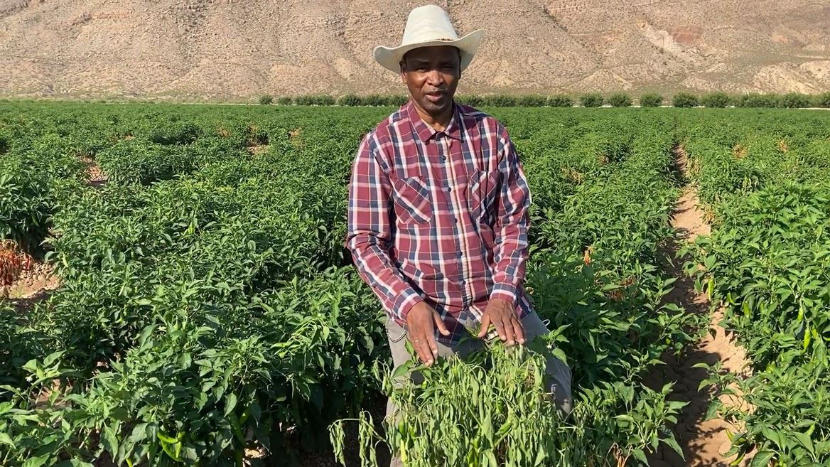 Phytophthora capsic: NMSU researcher to lead workshop on plant pathogen February 2