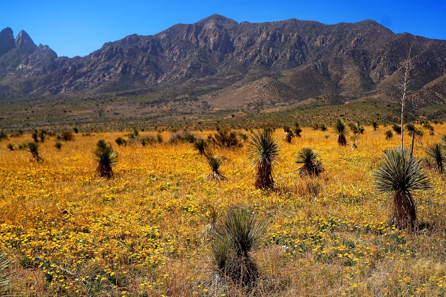 BOLO Alert: Warm Weather has Invited Spring Poppies to Bloom in Winter