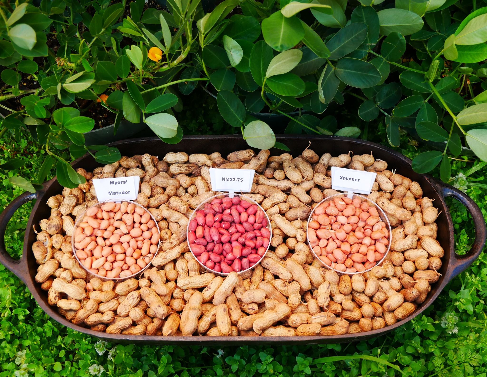 Nuts: New Peanut Varieties Boost New Mexico and Southwest Farming