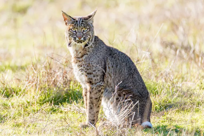 Rabid Bobcat: First rabies case of 2026 reported in Sierra County, New Mexico