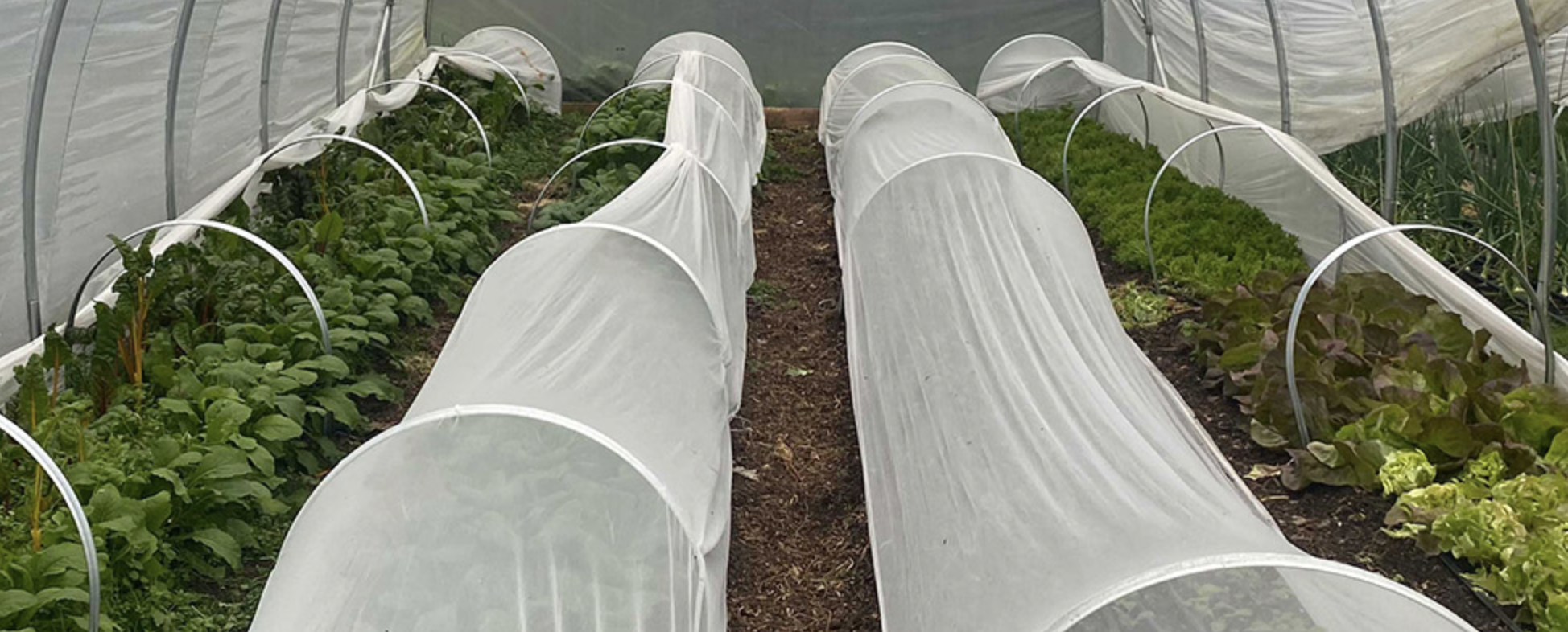 From Remote Island to Local Tables: A Look at Small-Scale Food Production