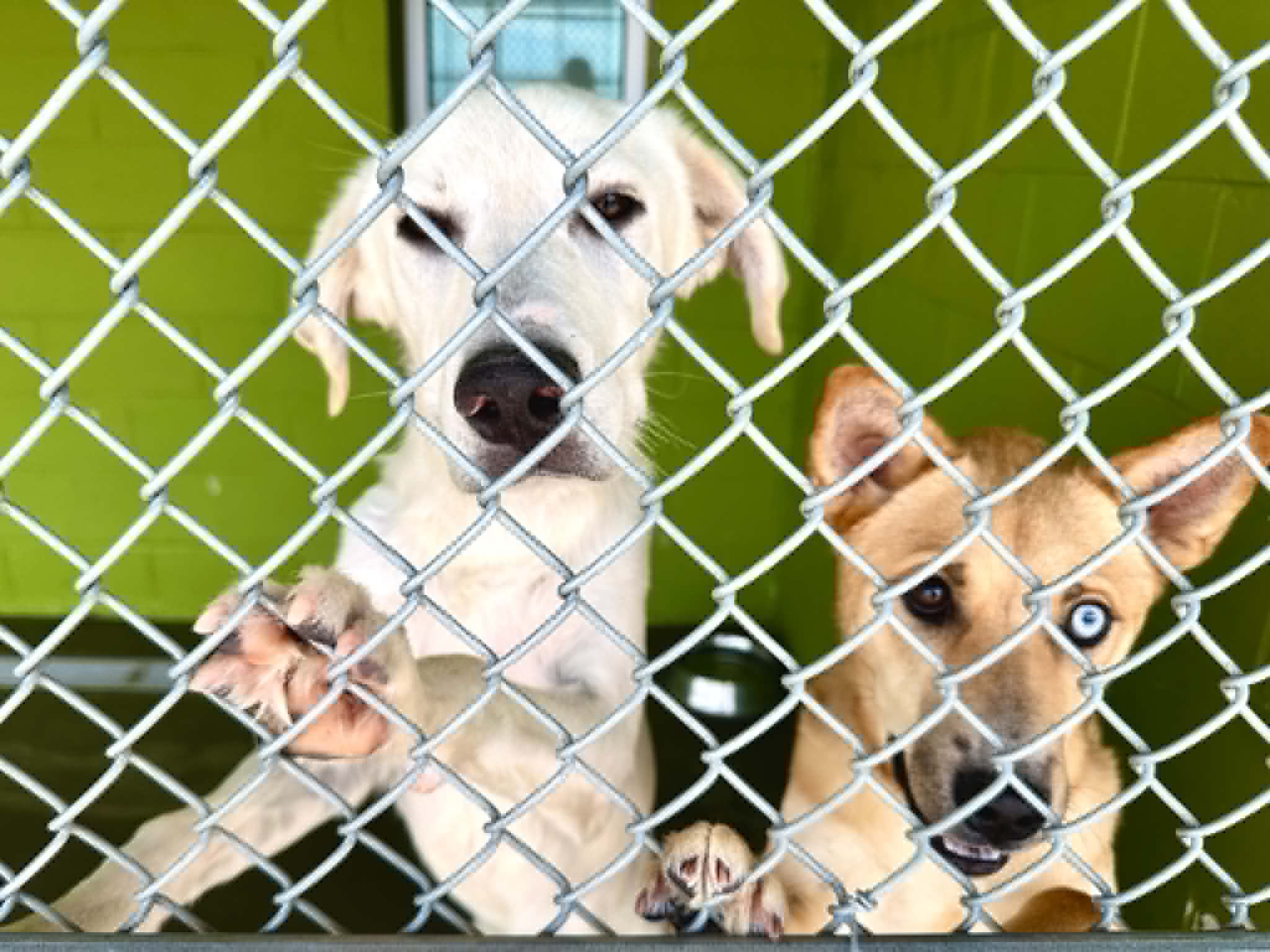 LCPD Offers Tips to Keep Pets Calm During Fireworks