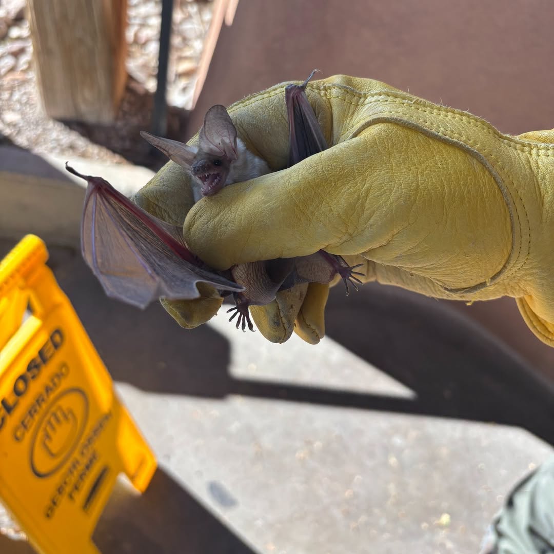 White Sands Baby Bats Prompt Reminder to Avoid Contact as State Reports Latest Rabies Case