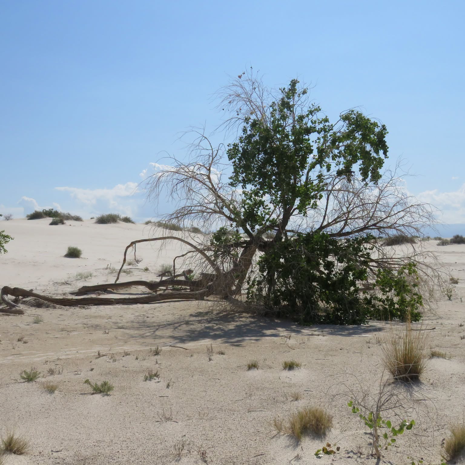Rangers and Visitors Bid Farewell to Iconic Cottonwood at White Sands National Park
